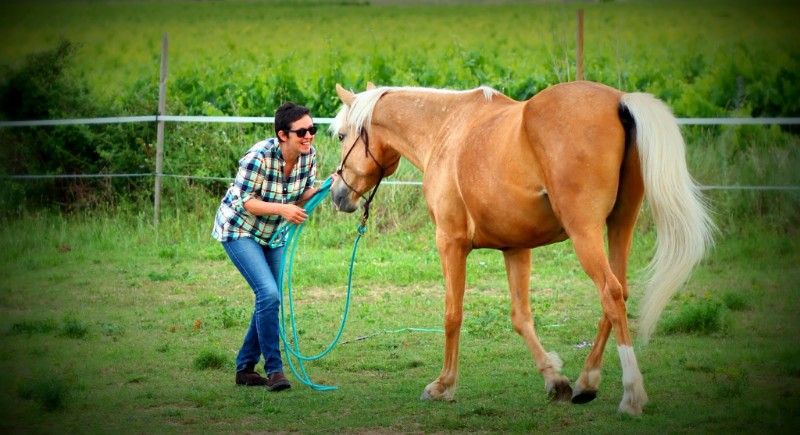 yoyo : un cheval bienvenu