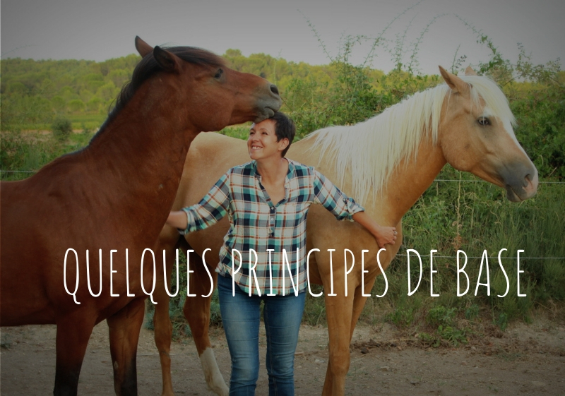 Quelques Principes De Base - Juste Avec Mon Cheval