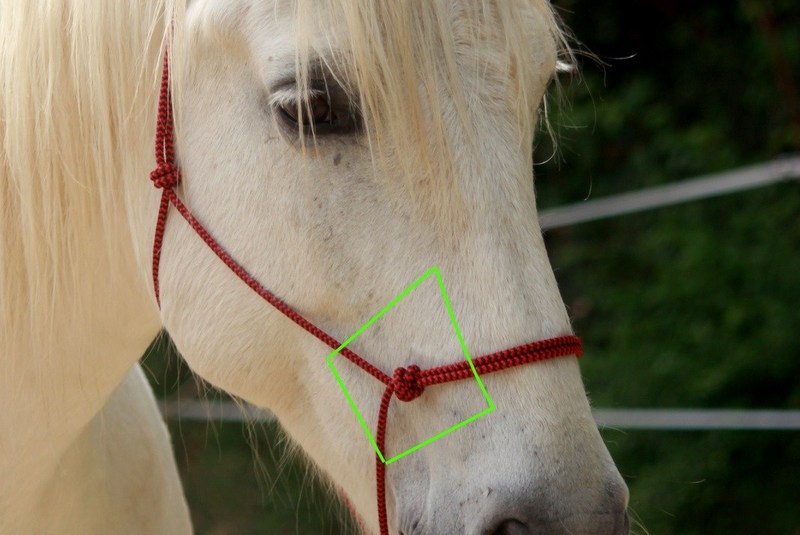Régler un licol en corde - Juste avec mon cheval